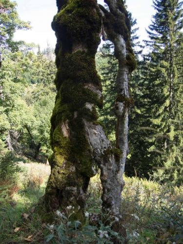 Pleisenspitzte_Südverschneidung_www