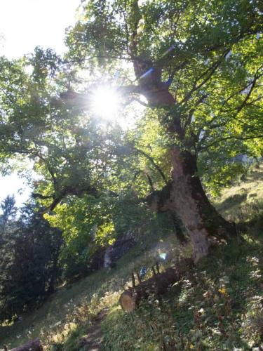 Pleisenspitzte_Südverschneidung_www